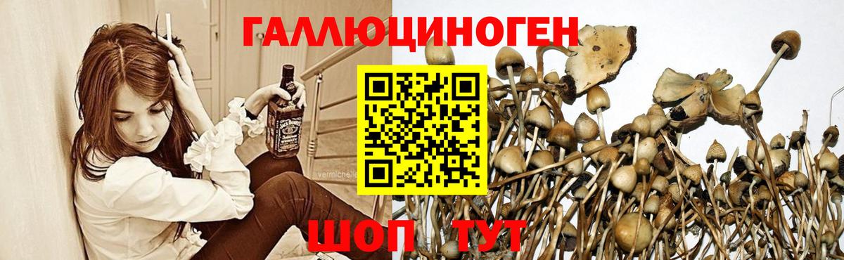 Галлюциногенные грибы Psilocybine cubensis  Вход с VPN  Старая Русса 